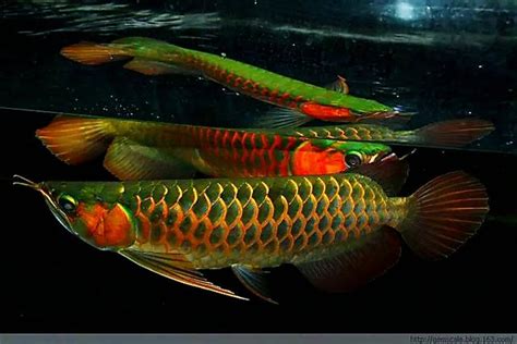 龍魚繁殖|日本東京龍魚職人的水族館實錄 白子過背金龍魚缸繁殖 金屬底紅。